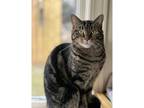 Adopt Wren a Domestic Shorthair / Mixed cat in Kalamazoo, MI (36906556)