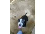 Adopt Kia a Black - with White American Pit Bull Terrier / Mixed Breed (Medium)