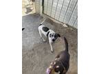 Adopt Maddie a Brindle - with White Catahoula Leopard Dog / Mixed dog in Mexia