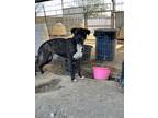 Adopt Ace a Brindle American Pit Bull Terrier / German Shepherd Dog / Mixed dog