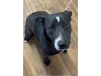 Adopt Daisy a Black - with White Labrador Retriever / Mixed dog in Mexia