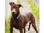 Adopt Pee Wee a Brown/Chocolate Mixed Breed (Medium) / Mixed dog in St.