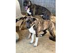 Adopt Kimmie a Brindle American Pit Bull Terrier / German Shepherd Dog / Mixed