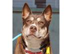 Adopt Roxy a Brown/Chocolate - with White Husky / Australian Cattle Dog / Mixed