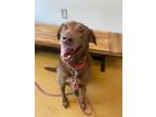 Adopt Sitka a Brown/Chocolate Labrador Retriever / Mixed dog in Maryville