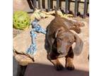 Dachshund Puppy for sale in Silt, CO, USA
