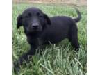 Labrador Retriever Puppy for sale in Fort Lupton, CO, USA