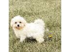 Zuchon Puppy for sale in Sibley, IA, USA