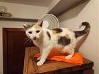 Galaxy Girl (foster Cat), Domestic Shorthair For Adoption In Gettysburg