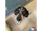 Daisy Bluetick Coonhound Adult Female