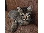 Shiloh Domestic Mediumhair Kitten Male