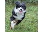 Kaleb Australian Shepherd Adult Male