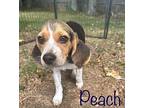 Peach Beagle Puppy Female