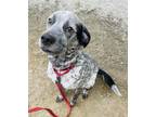 Rocko Mixed Breed (Medium) Adult Male