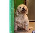 Poodle (Miniature) Senior Male