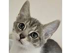 Mochi Domestic Shorthair Kitten Female