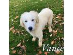 Vance Great Pyrenees Puppy Male