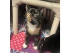 Celeste Domestic Shorthair Adult Female