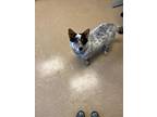 Bingo Australian Cattle Dog Young Female