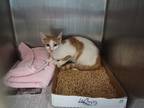 Cheez Whiz Domestic Shorthair Adult Male