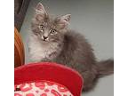 Prince Domestic Mediumhair Kitten Male