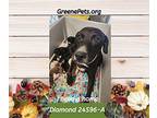 Diamond Labrador Retriever Young Female