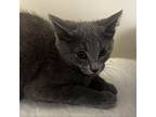 Dallas Domestic Shorthair Kitten Male