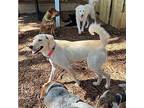 Saphira Labrador Retriever Young Female