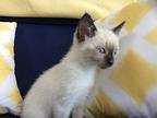 Sage Domestic Mediumhair Kitten Female