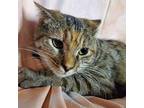 Riley Domestic Shorthair Young Female