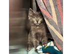 Winnie Domestic Shorthair Kitten Female