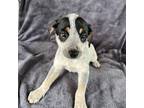 Blueberry Australian Cattle Dog Puppy Female