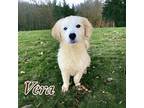 Vera Great Pyrenees Puppy Female