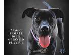 Adopt Magic a Labrador Retriever