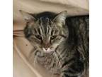 Adopt Grise a Tabby