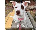 Adopt Bella Ballerina a Pit Bull Terrier, Mixed Breed