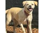 Adopt Leigh - available by appointment a Pug, Labrador Retriever