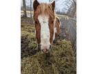 Kid safe pinto pony gelding