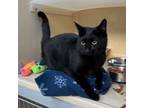 Adopt Chaco a Bombay, American Shorthair