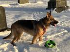 Adopt Lupi a Black - with Tan, Yellow or Fawn German Shepherd Dog / Mixed dog in