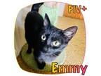 Adopt Emmy a Domestic Short Hair