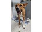 Adopt Chester a Boxer / German Shepherd Dog / Mixed dog in Medford