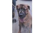 Adopt Alzado a Shar-Pei