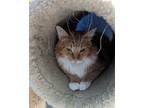 Adopt Verrick23 a Domestic Medium Hair