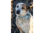 Adopt Max a Cattle Dog, Labrador Retriever