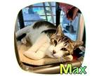 Adopt Max a Tabby