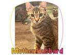 Adopt Mother Hubbard a Tabby