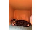 Adopt Juniper Berry a Domestic Short Hair, Tabby