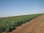 Hart, Swisher County, TX Farms and Ranches for sale Property ID: 412443479