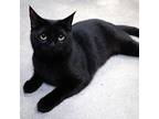 Maisey Domestic Shorthair Young Female